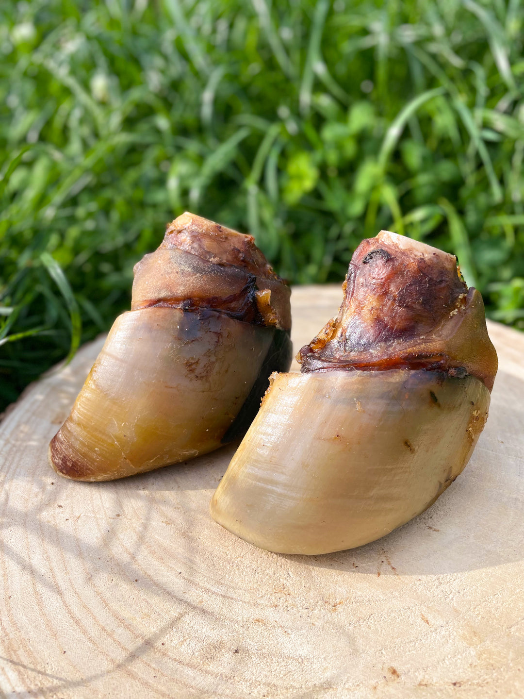Beef hoof with lower leg