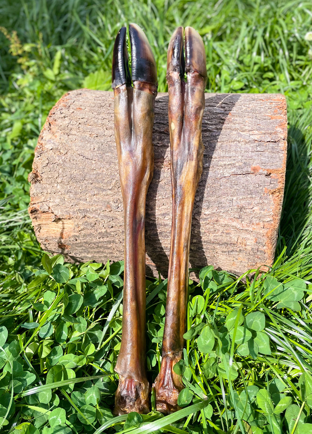 Hairless deer legs