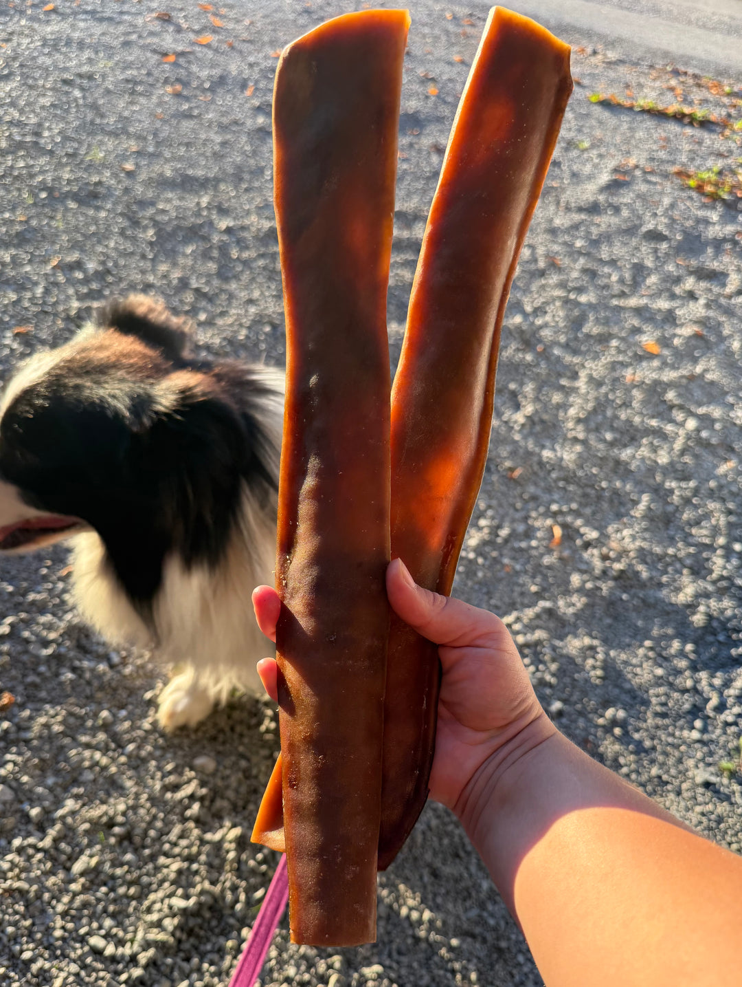 Kamelja koža 40cm 1 kos