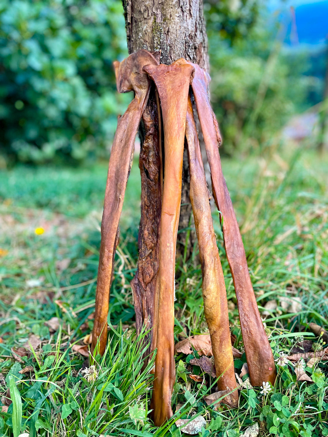 Goveja koža 70cm 1kg