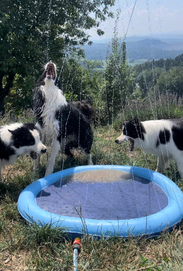Pasja fontana