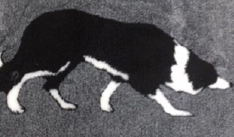 VetBed border collie