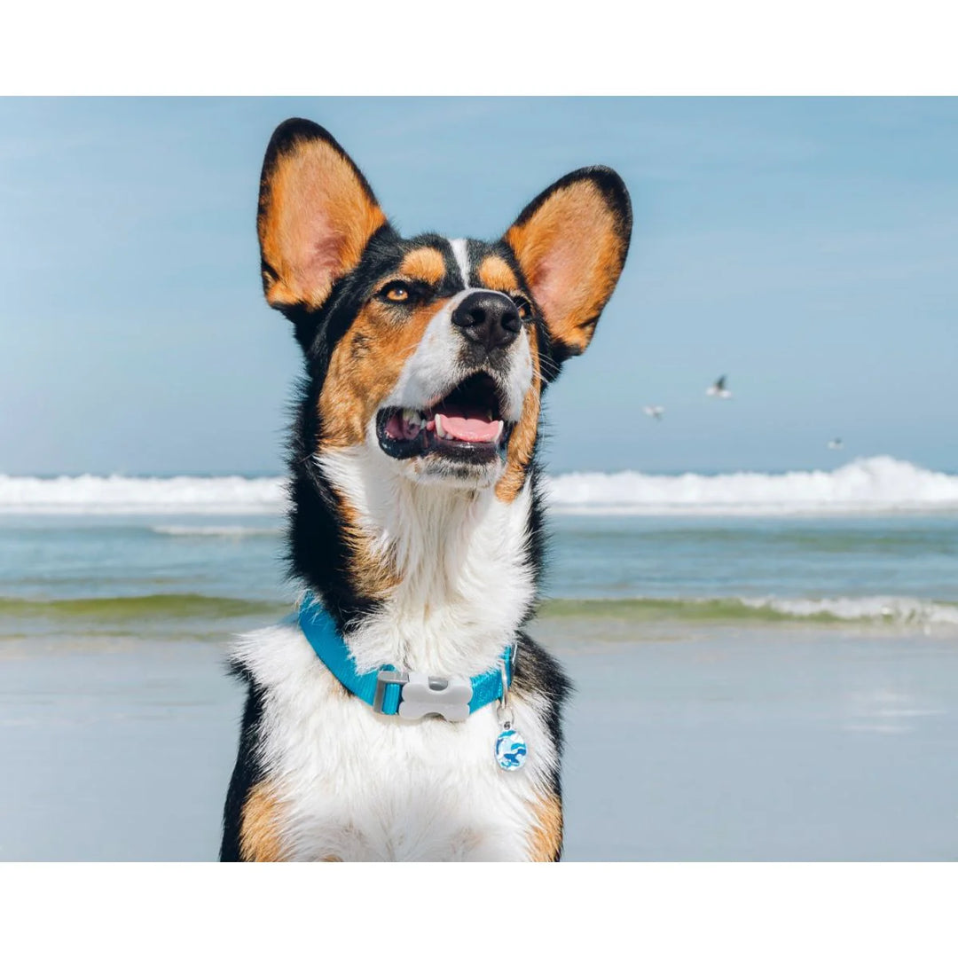 Ovratnica Red Dingo Turquoise