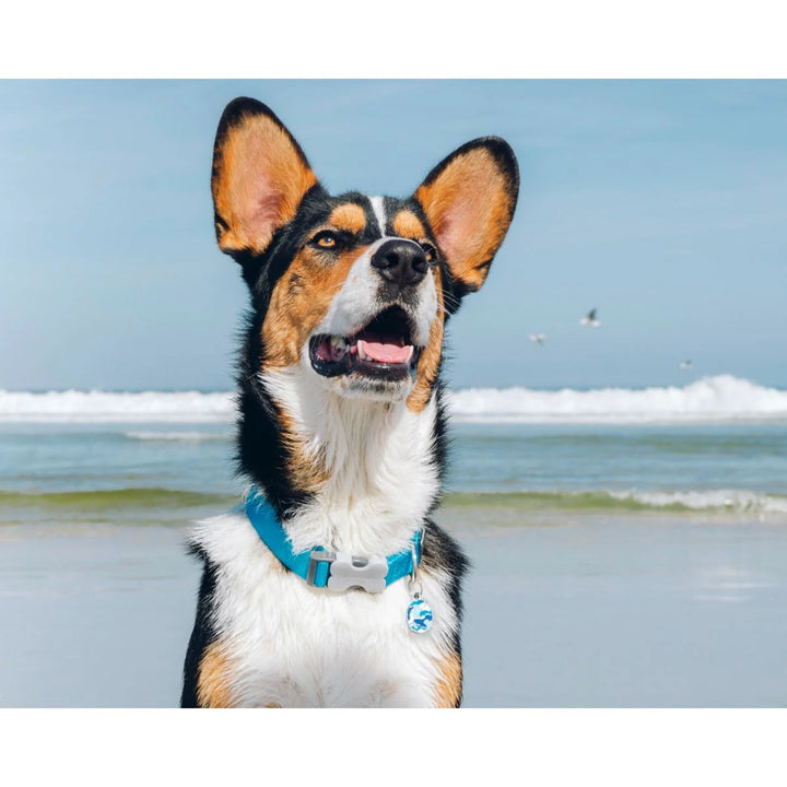 Ovratnica Red Dingo Turquoise