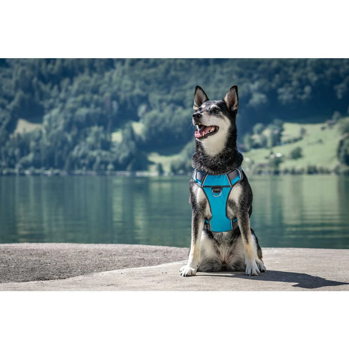 Orma Red Dingo Padded Sport Tirkizna