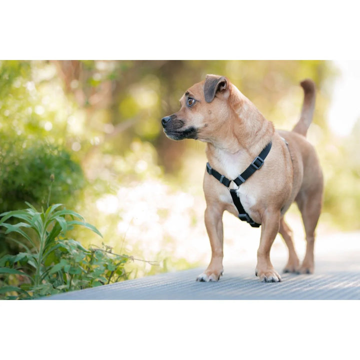 <tc>Orma Red Dingo Black</tc>