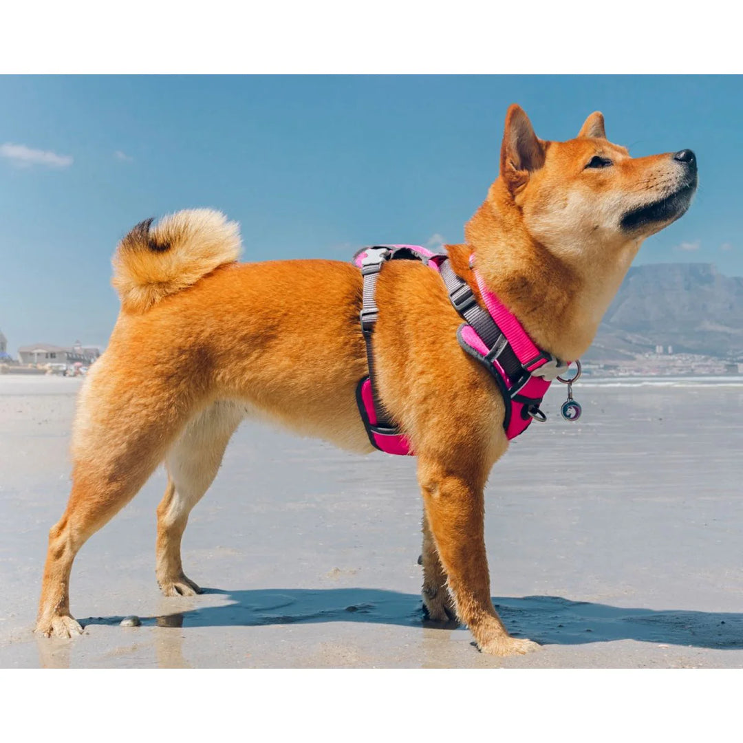 Orma Red Dingo Padded Sport Hot Pink