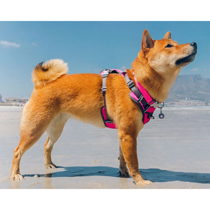 Orma Red Dingo Padded Sport Hot Pink